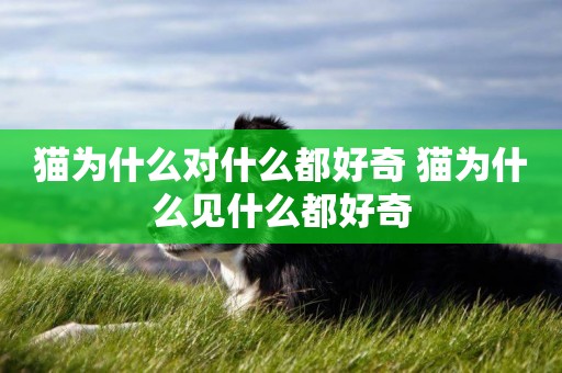 貓為什么對什么都好奇 貓為什么見什么都好奇