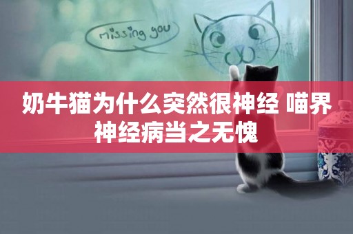 奶牛貓為什么突然很神經 喵界神經病當之無愧