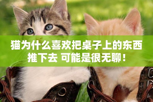貓為什么喜歡把桌子上的東西推下去 可能是很無聊！