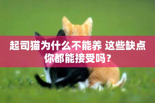 起司貓為什么不能養 這些缺點你都能接受嗎? 起司貓為什么不能養 這些缺點你都能接受嗎?