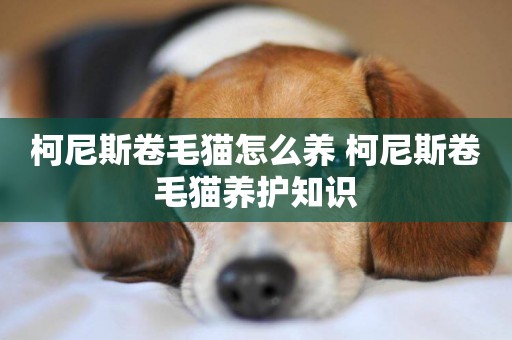 柯尼斯卷毛貓怎么養 柯尼斯卷毛貓養護知識