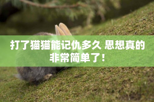 打了貓貓能記仇多久 思想真的非常簡單了！