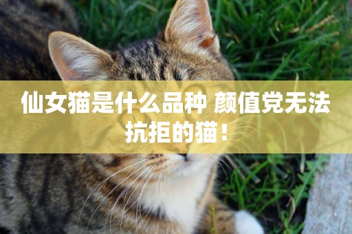仙女貓是什么品種 顏值黨無法抗拒的貓！
