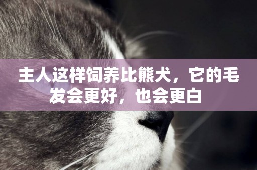 主人這樣飼養比熊犬，它的毛發會更好，也會更白 
