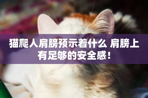 貓爬人肩膀預示著什么 肩膀上有足夠的安全感！