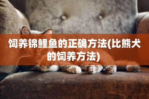 飼養錦鯉魚的正確方法(比熊犬的飼養方法) 