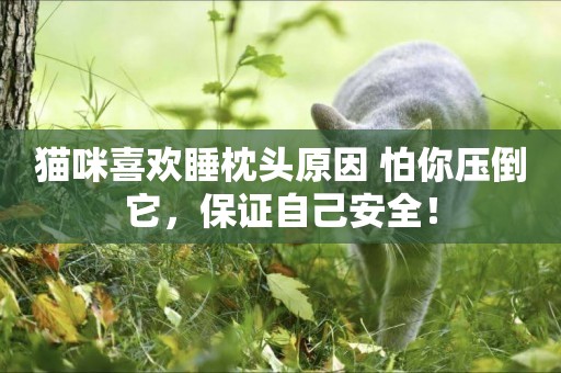 貓咪喜歡睡枕頭原因 怕你壓倒它，保證自己安全！
