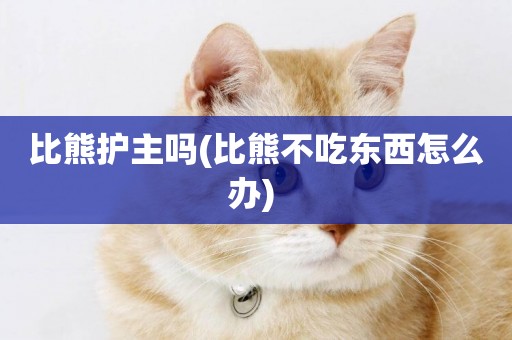 比熊護主嗎(比熊不吃東西怎么辦) 