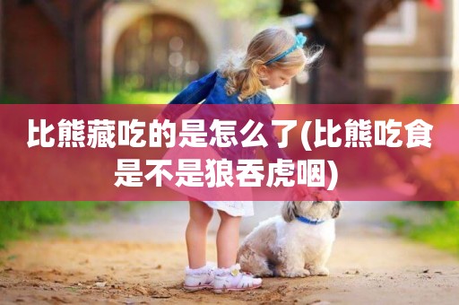 比熊藏吃的是怎么了(比熊吃食是不是狼吞虎咽) 