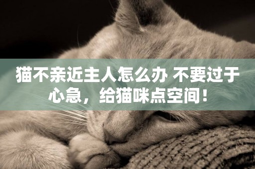 貓不親近主人怎么辦 不要過于心急，給貓咪點空間！