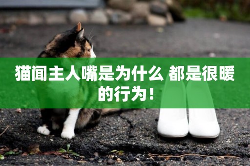 貓聞主人嘴是為什么 都是很暖的行為! 貓聞主人嘴是為什么 都是很暖的行為!