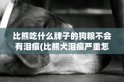比熊吃什么牌子的狗糧不會有淚痕(比熊犬淚痕嚴重怎么辦) 