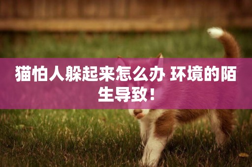 貓怕人躲起來怎么辦 環境的陌生導致! 貓怕人躲起來怎么辦 環境的陌生導致!