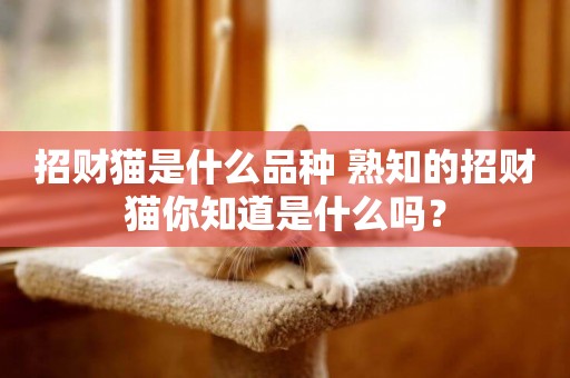 招財貓是什么品種 熟知的招財貓你知道是什么嗎？