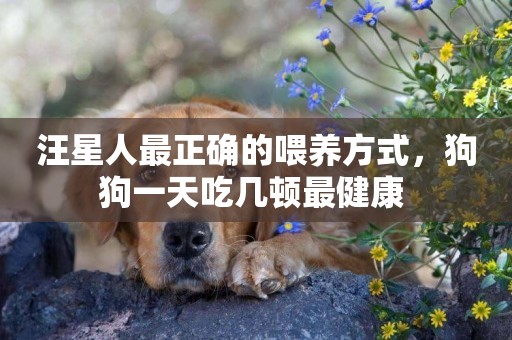 汪星人最正確的喂養方式，狗狗一天吃幾頓最健康 