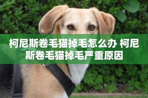 柯尼斯卷毛貓掉毛怎么辦 柯尼斯卷毛貓掉毛嚴重原因