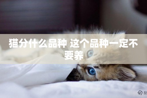 貓分什么品種 這個品種一定不要養 貓分什么品種 這個品種一定不要養