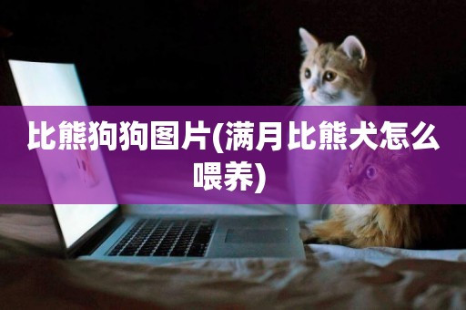 比熊狗狗圖片(滿月比熊犬怎么喂養) 