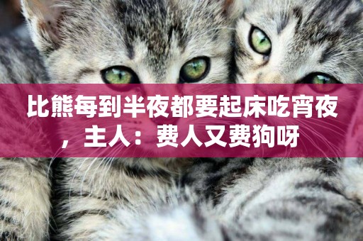 比熊每到半夜都要起床吃宵夜，主人：費人又費狗呀 