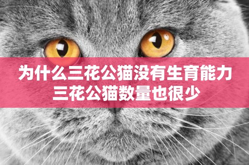 為什么三花公貓沒有生育能力 三花公貓數量也很少