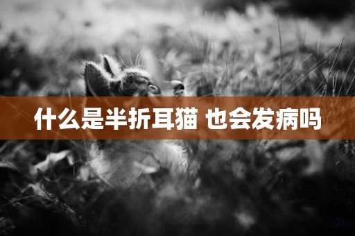 什么是半折耳貓 也會發病嗎