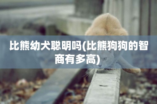 比熊幼犬聰明嗎(比熊狗狗的智商有多高) 