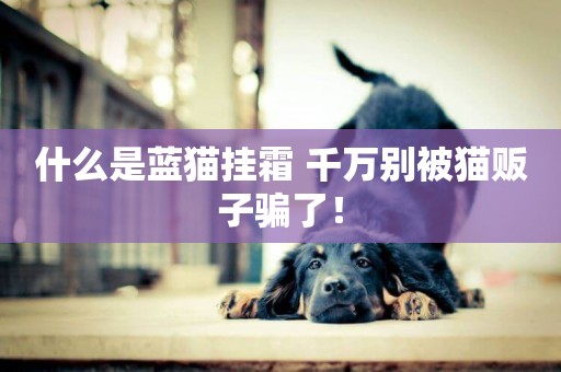 什么是藍貓掛霜 千萬別被貓販子騙了！