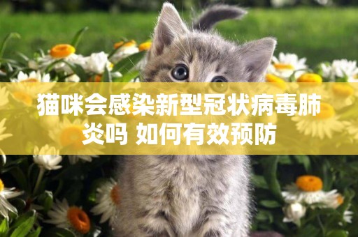 貓咪會感染新型冠狀病毒肺炎嗎 如何有效預防