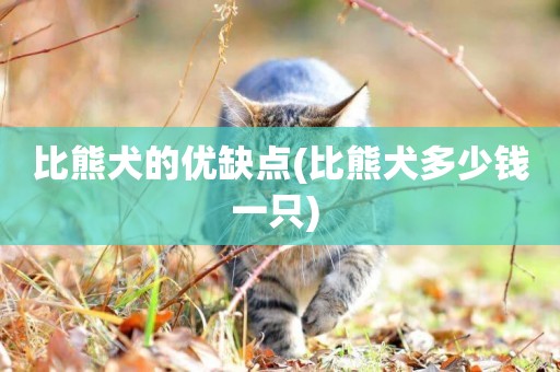 比熊犬的優缺點(比熊犬多少錢一只) 