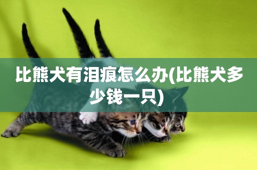 比熊犬有淚痕怎么辦(比熊犬多少錢一只) 