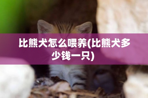 比熊犬怎么喂養(比熊犬多少錢一只) 