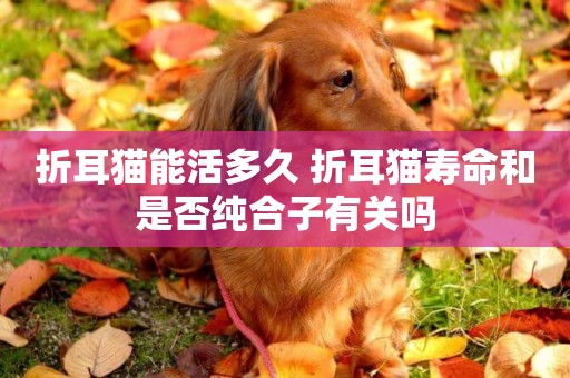 折耳貓能活多久 折耳貓壽命和是否純合子有關嗎