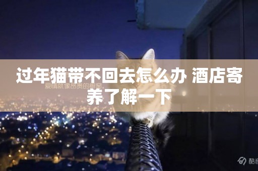 過年貓帶不回去怎么辦 酒店寄養了解一下