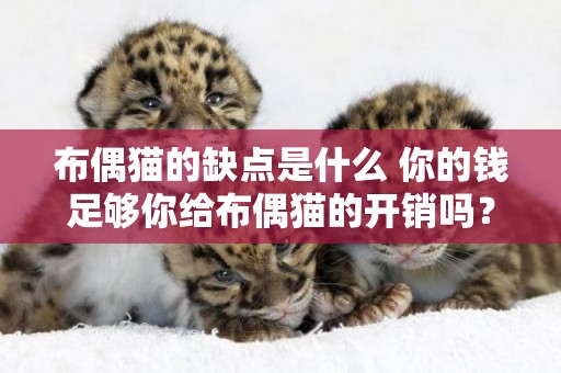 布偶貓的缺點是什么 你的錢足夠你給布偶貓的開銷嗎? 布偶貓的缺點是什么 你的錢足夠你給布偶貓的開銷嗎?