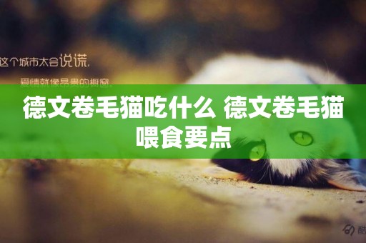 德文卷毛貓吃什么 德文卷毛貓喂食要點