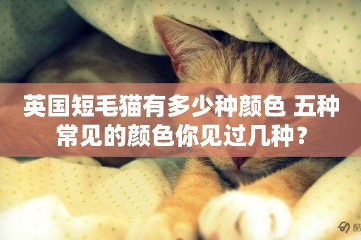 英國短毛貓有多少種顏色 五種常見的顏色你見過幾種？