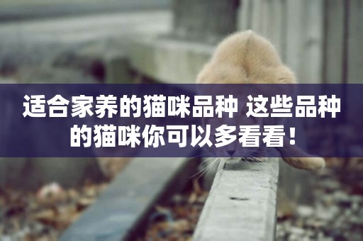 適合家養的貓咪品種 這些品種的貓咪你可以多看看！