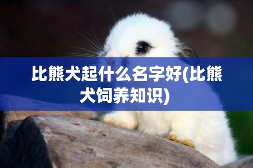 比熊犬起什么名字好(比熊犬飼養知識) 