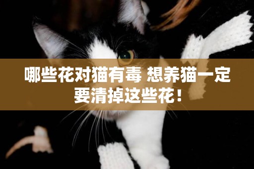 哪些花對貓有毒 想養貓一定要清掉這些花！
