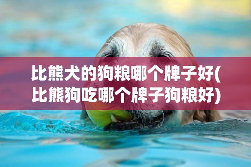 比熊犬的狗糧哪個牌子好(比熊狗吃哪個牌子狗糧好) 