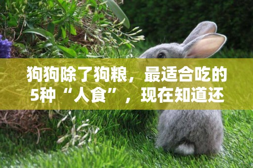 狗狗除了狗糧，最適合吃的5種“人食”，現在知道還不晚 