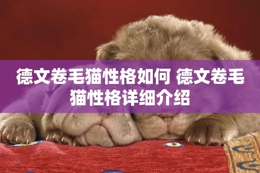 德文卷毛貓性格如何 德文卷毛貓性格詳細介紹