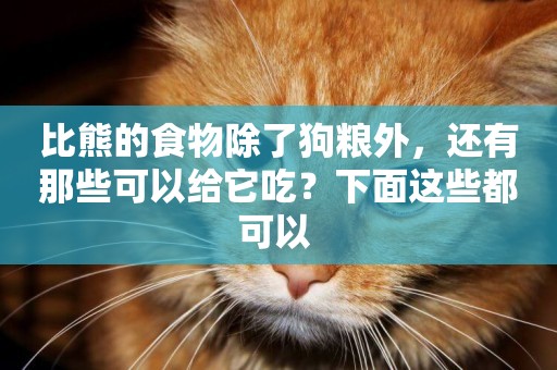 比熊的食物除了狗糧外，還有那些可以給它吃？下面這些都可以 