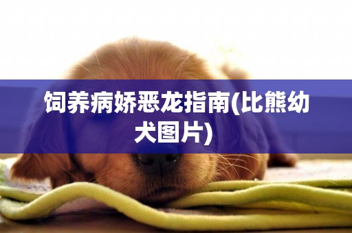 飼養病嬌惡龍指南(比熊幼犬圖片) 