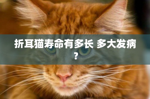 折耳貓壽命有多長 多大發病？