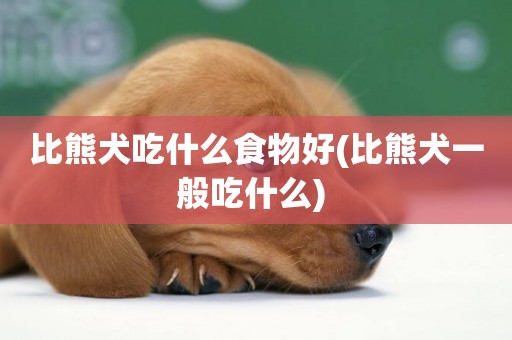比熊犬吃什么食物好(比熊犬一般吃什么) 