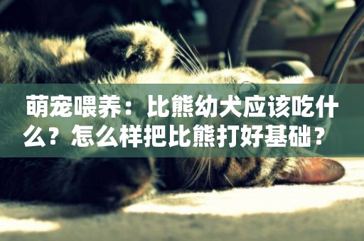 萌寵喂養：比熊幼犬應該吃什么？怎么樣把比熊打好基礎？ 