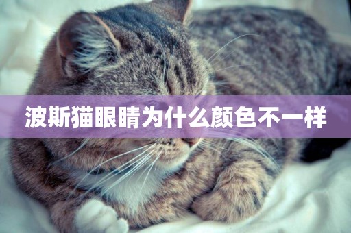 波斯貓眼睛為什么顏色不一樣