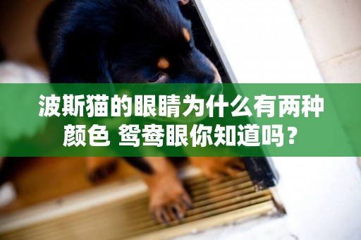 波斯貓的眼睛為什么有兩種顏色 鴛鴦眼你知道嗎？