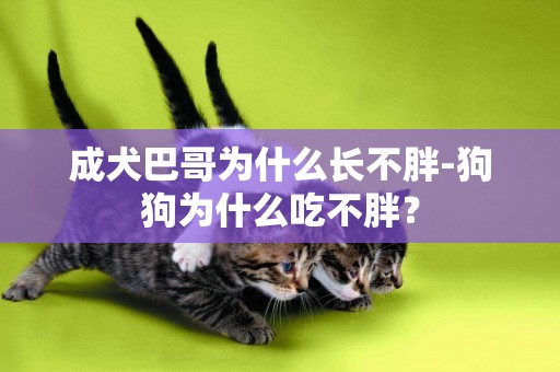 成犬巴哥為什么長不胖-狗狗為什么吃不胖？